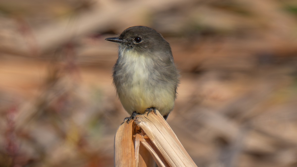 Moucherolle phébi - ML644424399