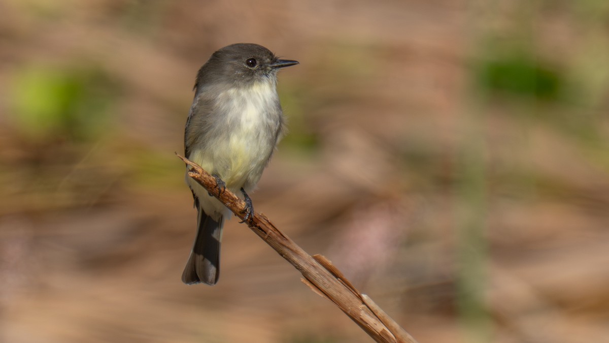 Moucherolle phébi - ML644424404