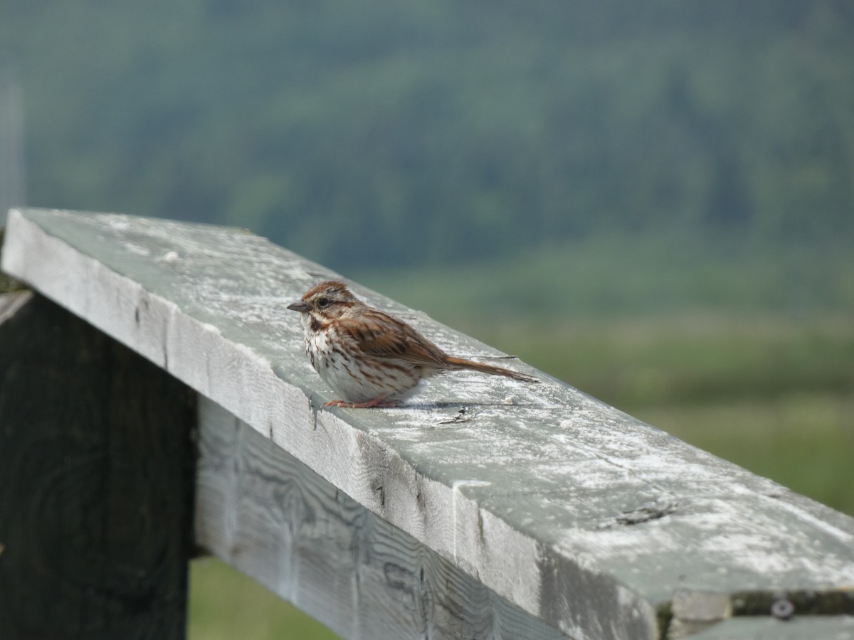 Song Sparrow - ML644424405