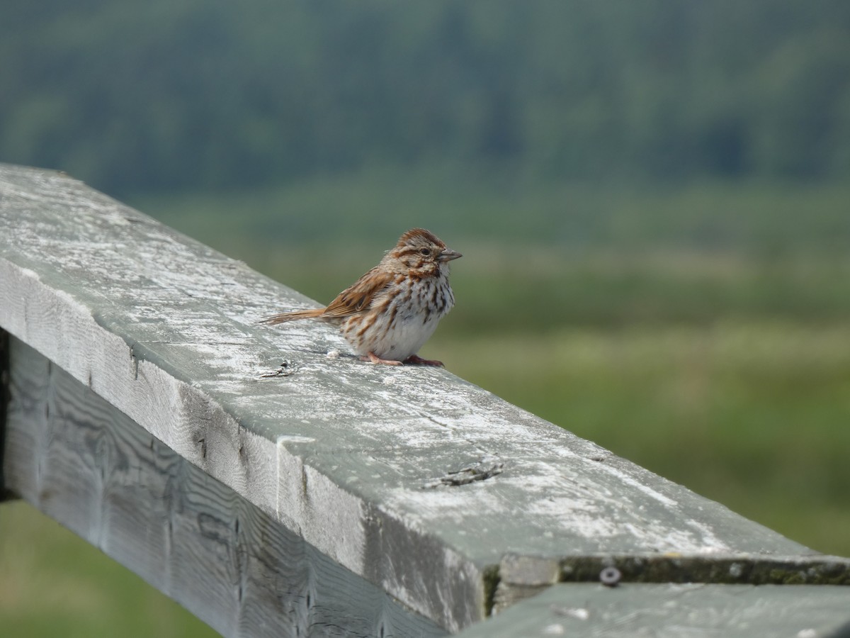 Song Sparrow - ML644424406