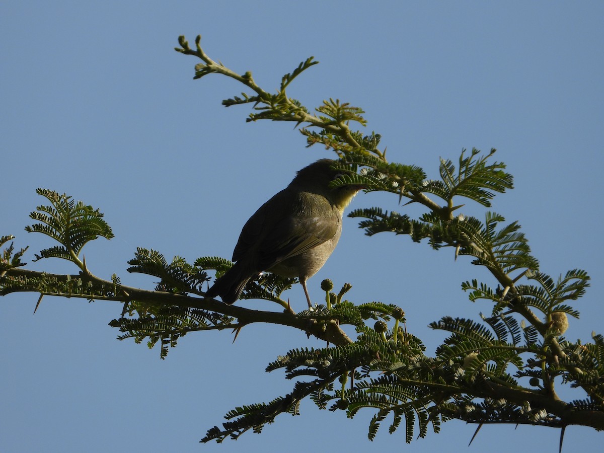 sitronbrillefugl - ML644424407