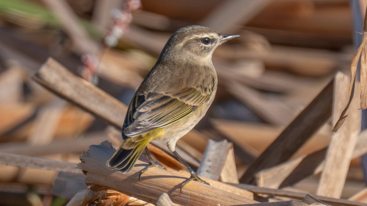 Paruline à couronne rousse - ML644424408