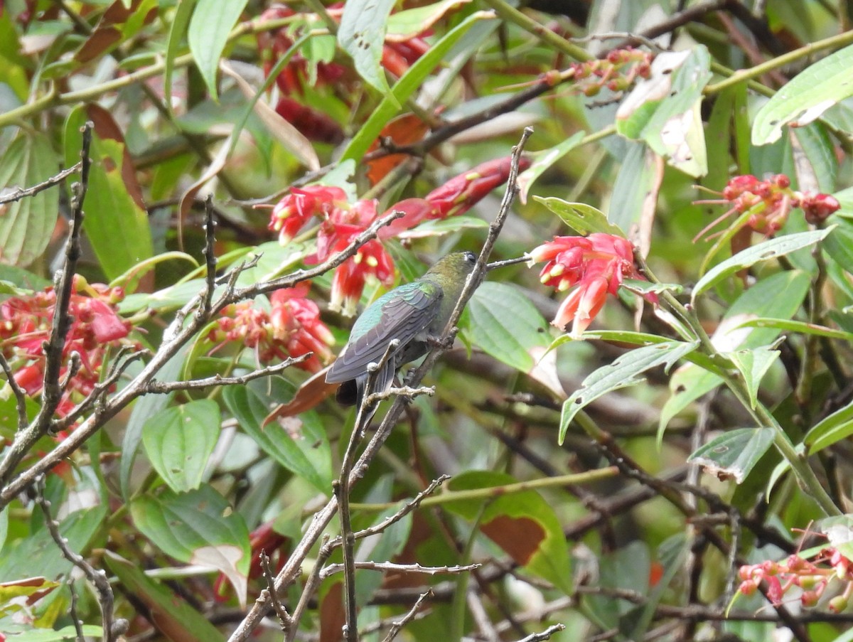 Green-fronted Lancebill - ML644424421