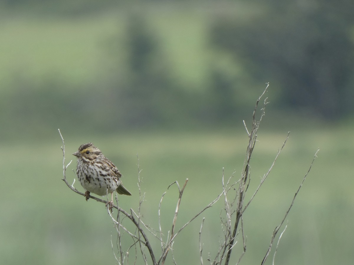 Savannah Sparrow - ML644424424