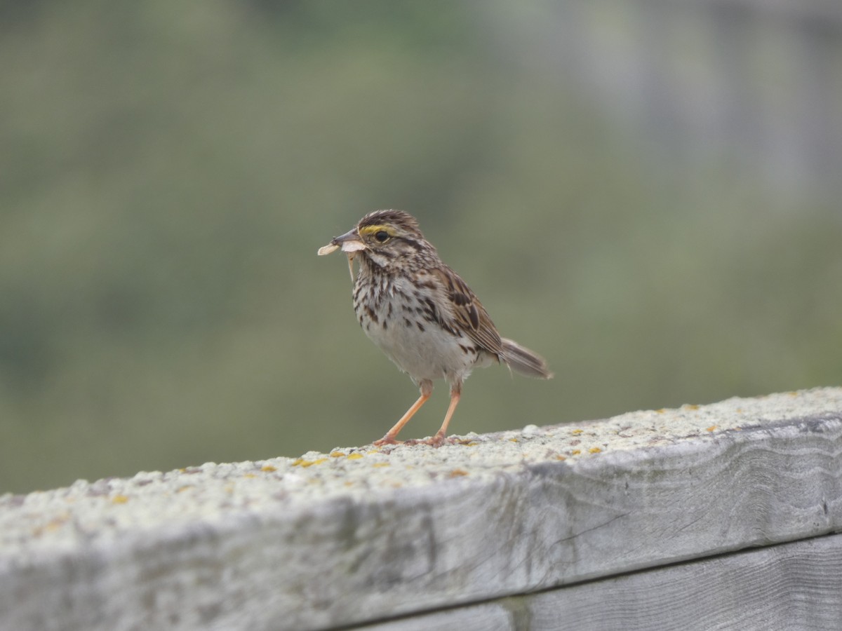 Savannah Sparrow - ML644424428