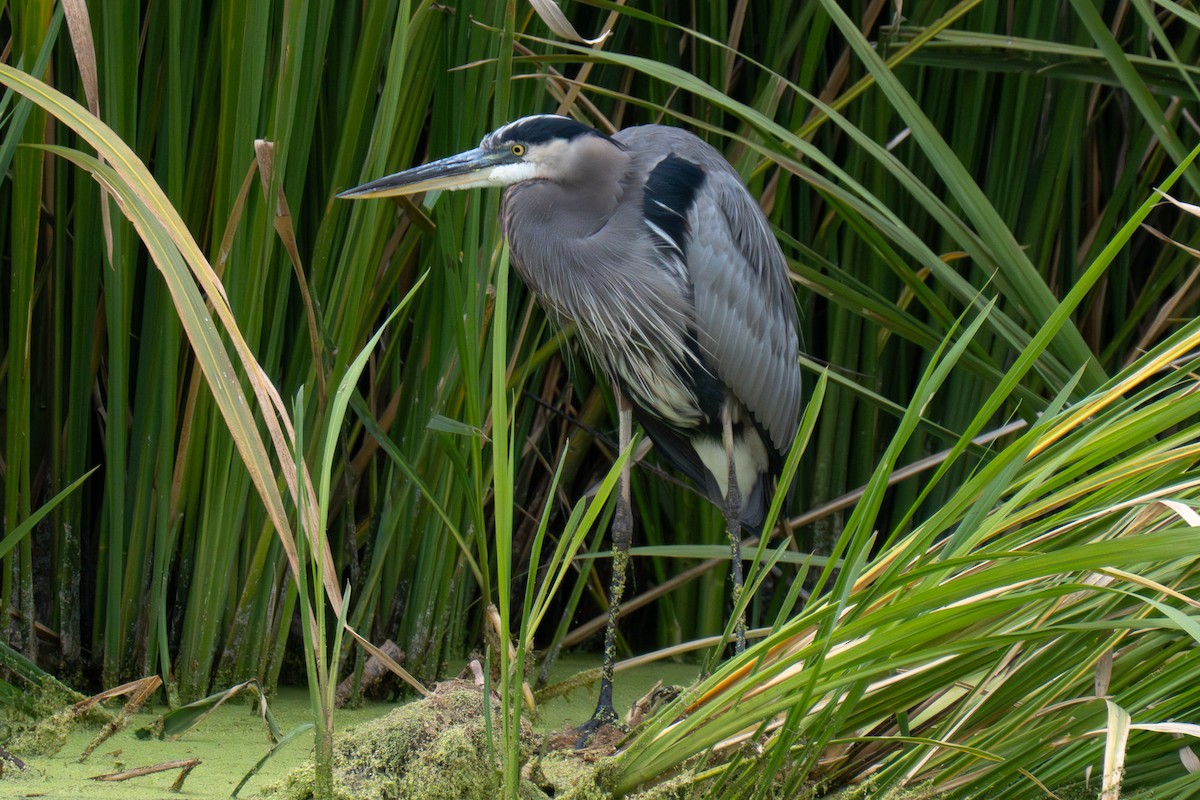 Grand Héron - ML644424439