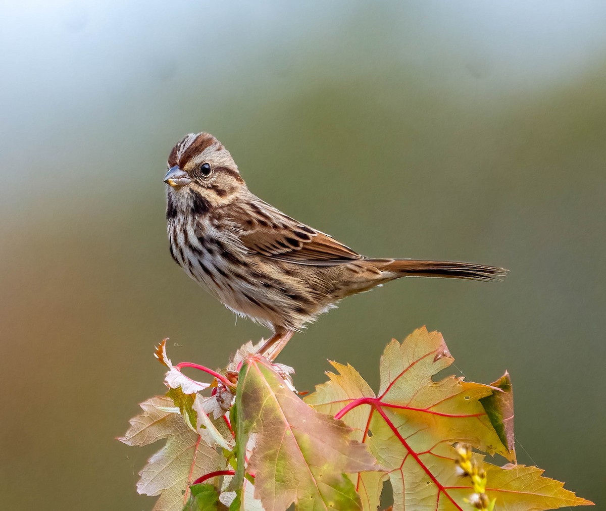 sangspurv - ML644424441