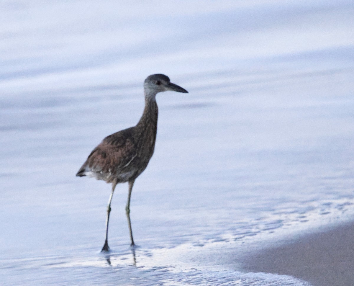 אנפת לילה צהובת-כיפה - ML644424445