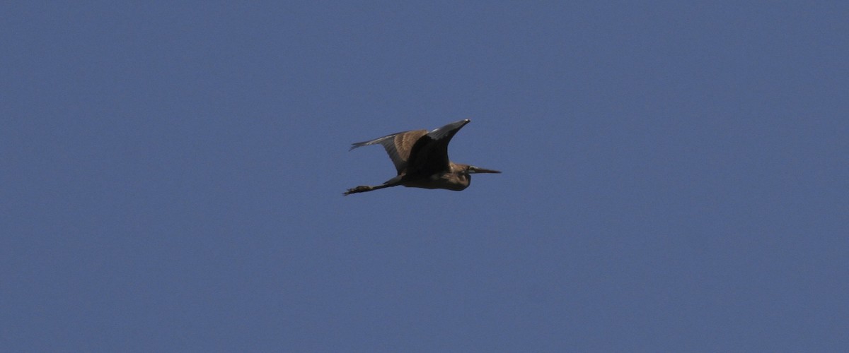 Purple Heron - ML644424448