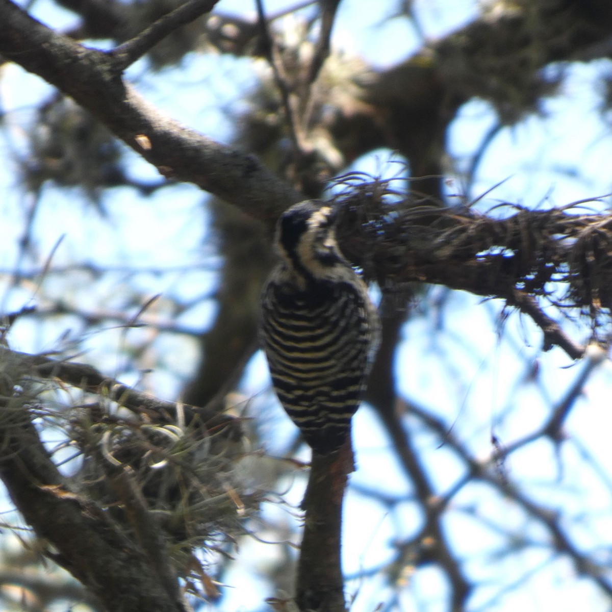 シマアカゲラ - ML644424458