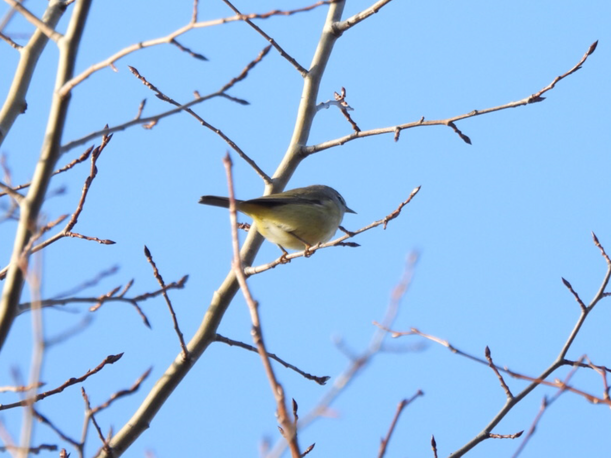 Orange-crowned Warbler - ML644424461
