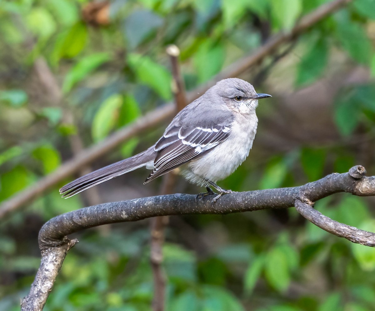 sangspottefugl - ML644424464