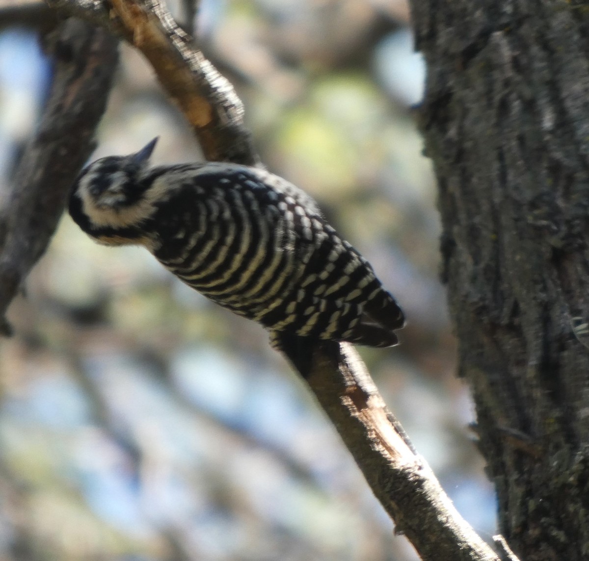 シマアカゲラ - ML644424467