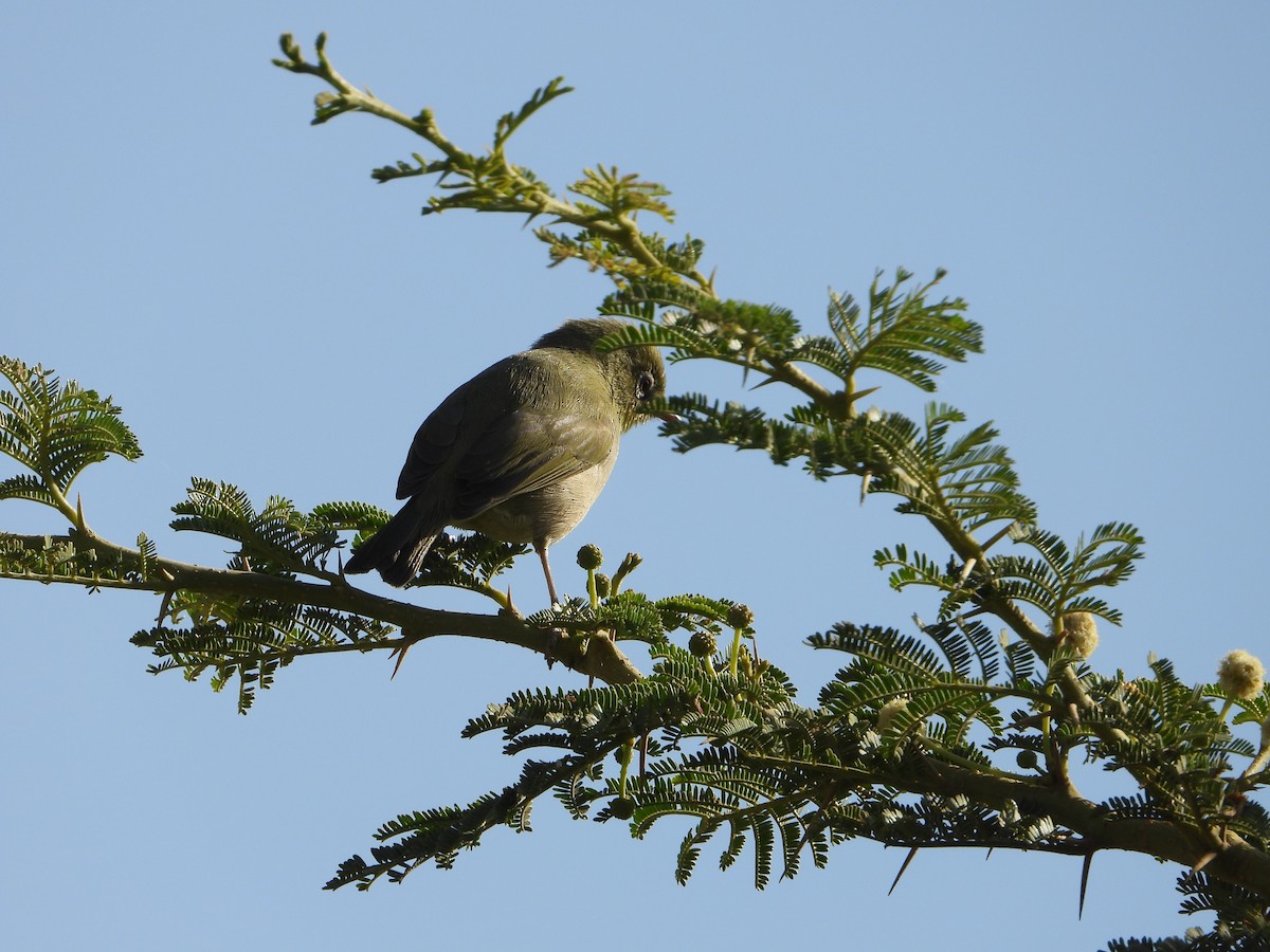 sitronbrillefugl - ML644424469