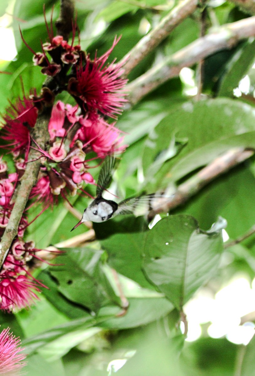 White-bellied Emerald - ML644424471