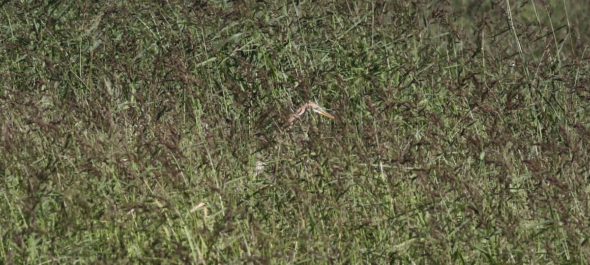 Purple Heron - ML644424480