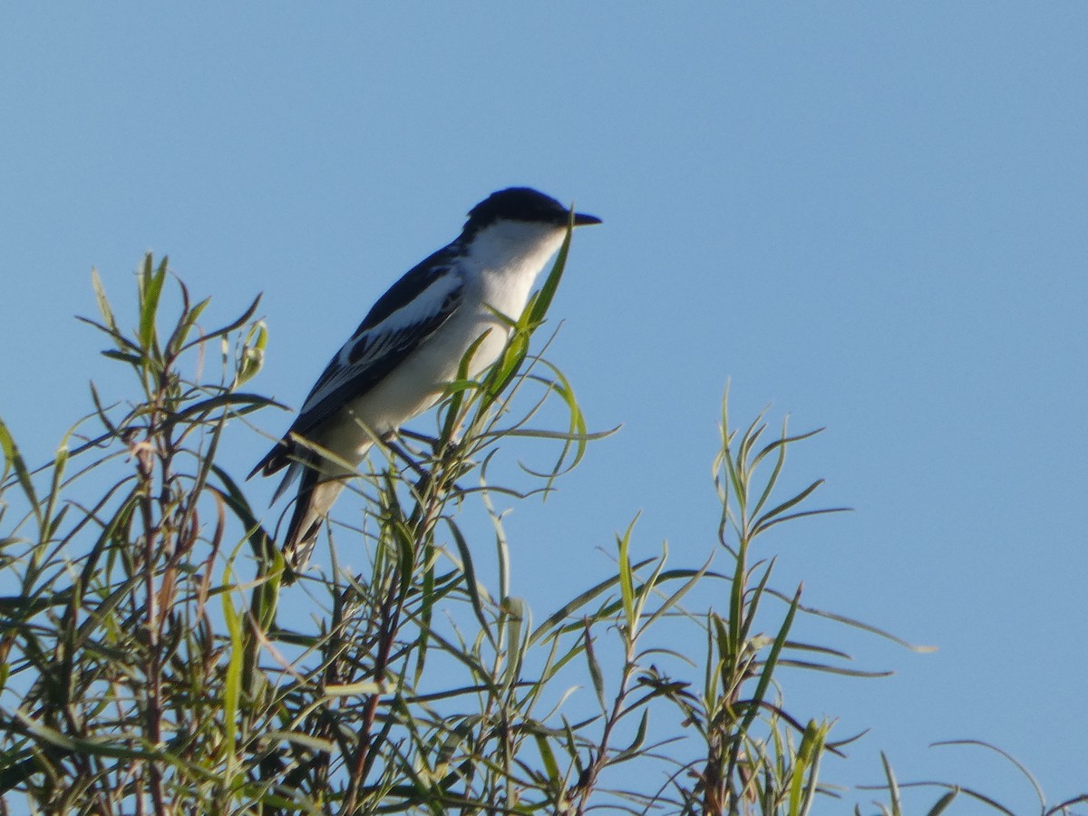 White-winged Triller - ML644424481