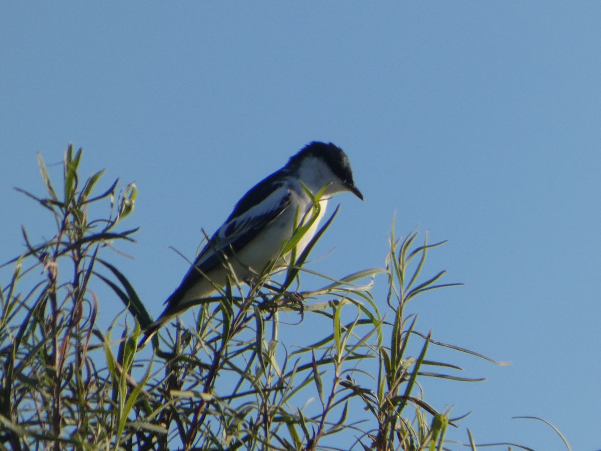 White-winged Triller - ML644424482