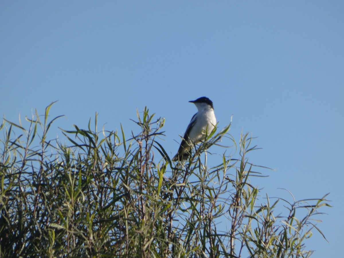 White-winged Triller - ML644424483