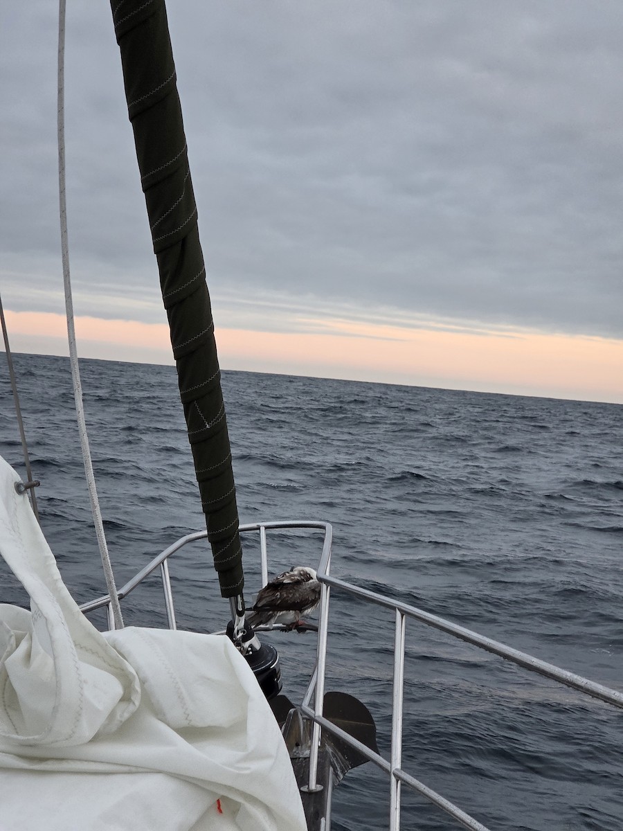 アカアシカツオドリ - ML644424484