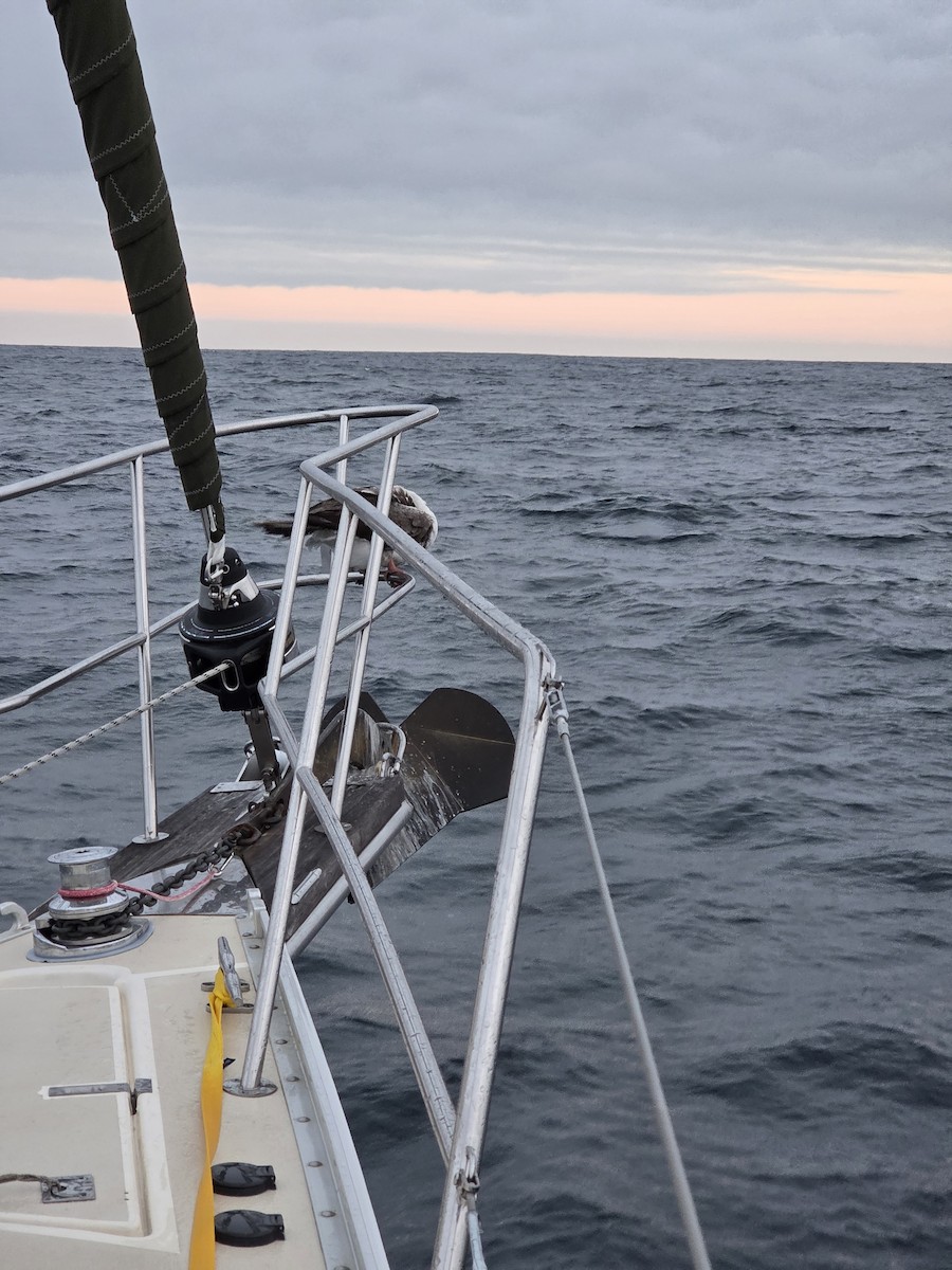 アカアシカツオドリ - ML644424485