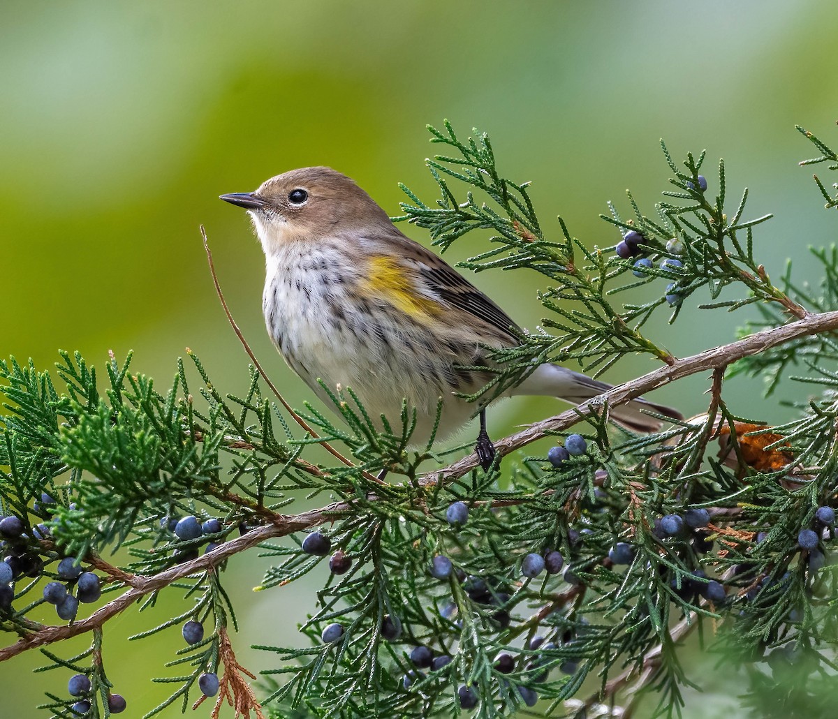 myrteparula - ML644424486