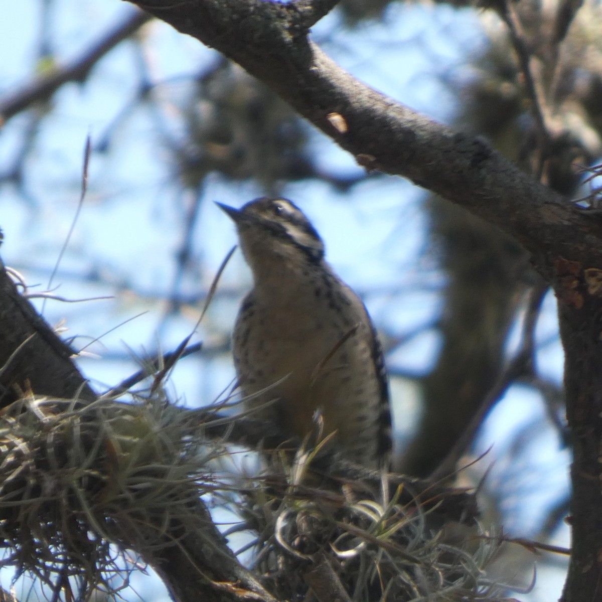 シマアカゲラ - ML644424487