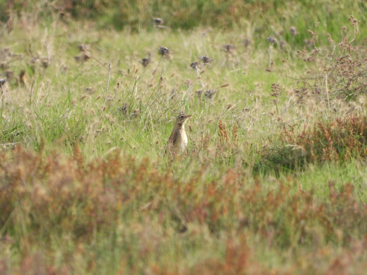 פפיון ארך-רגליים - ML644424492