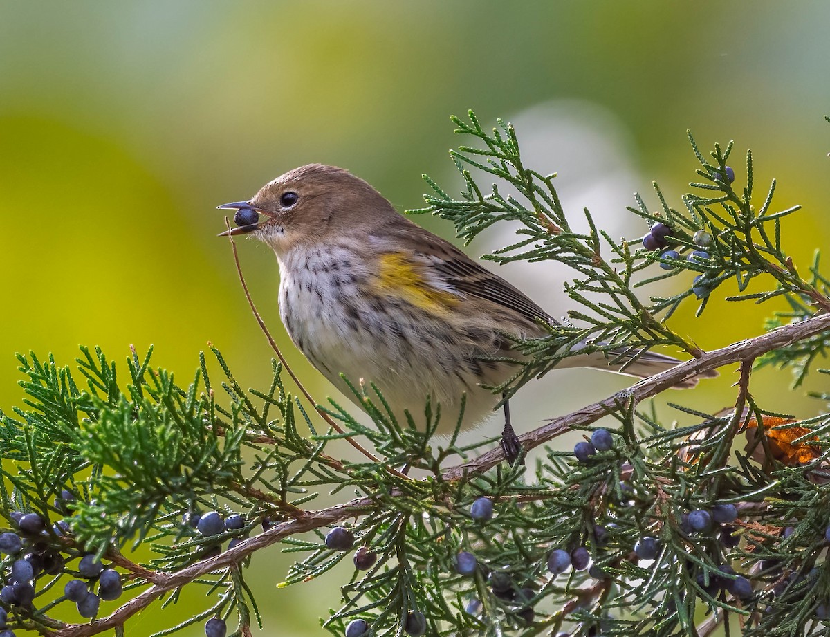 myrteparula - ML644424495