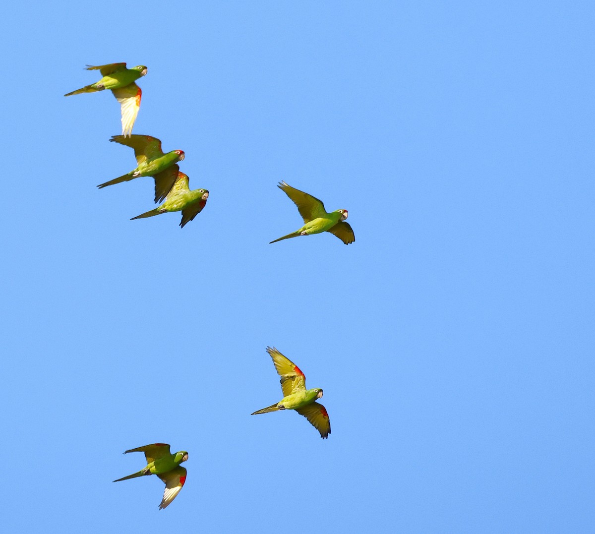 Alev Başlıklı Papağan - ML644424519