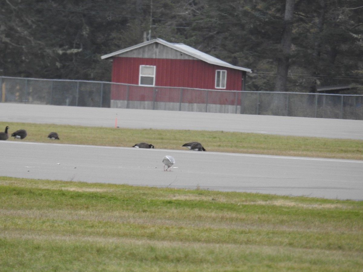Goéland à ailes grises - ML644424554