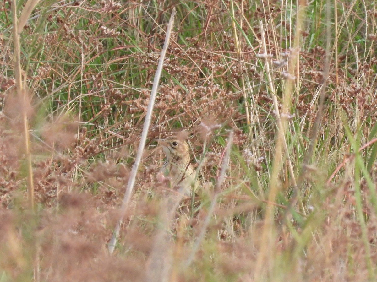 פפיון ארך-רגליים - ML644424559