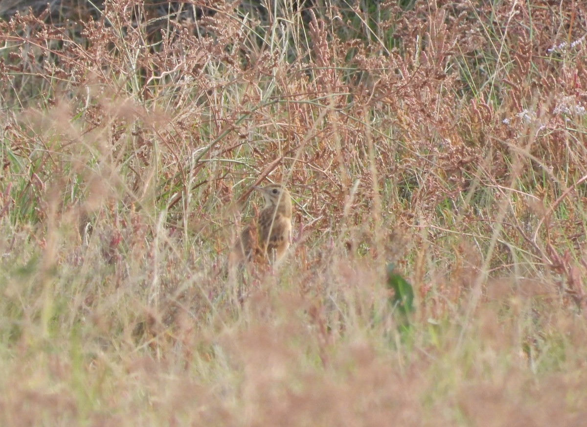 פפיון ארך-רגליים - ML644424560