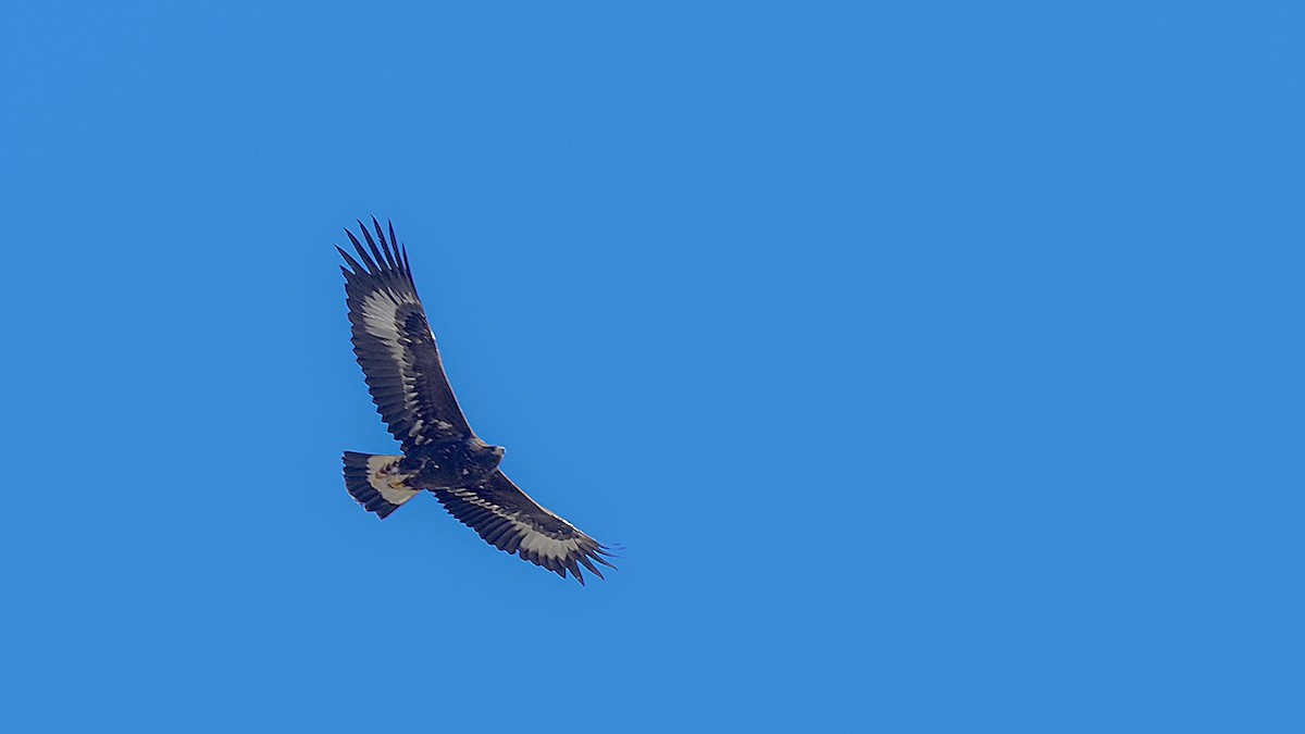 Цармын бүргэд - ML644424562