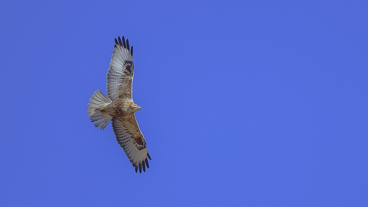 Long-legged Buzzard - ML644424569