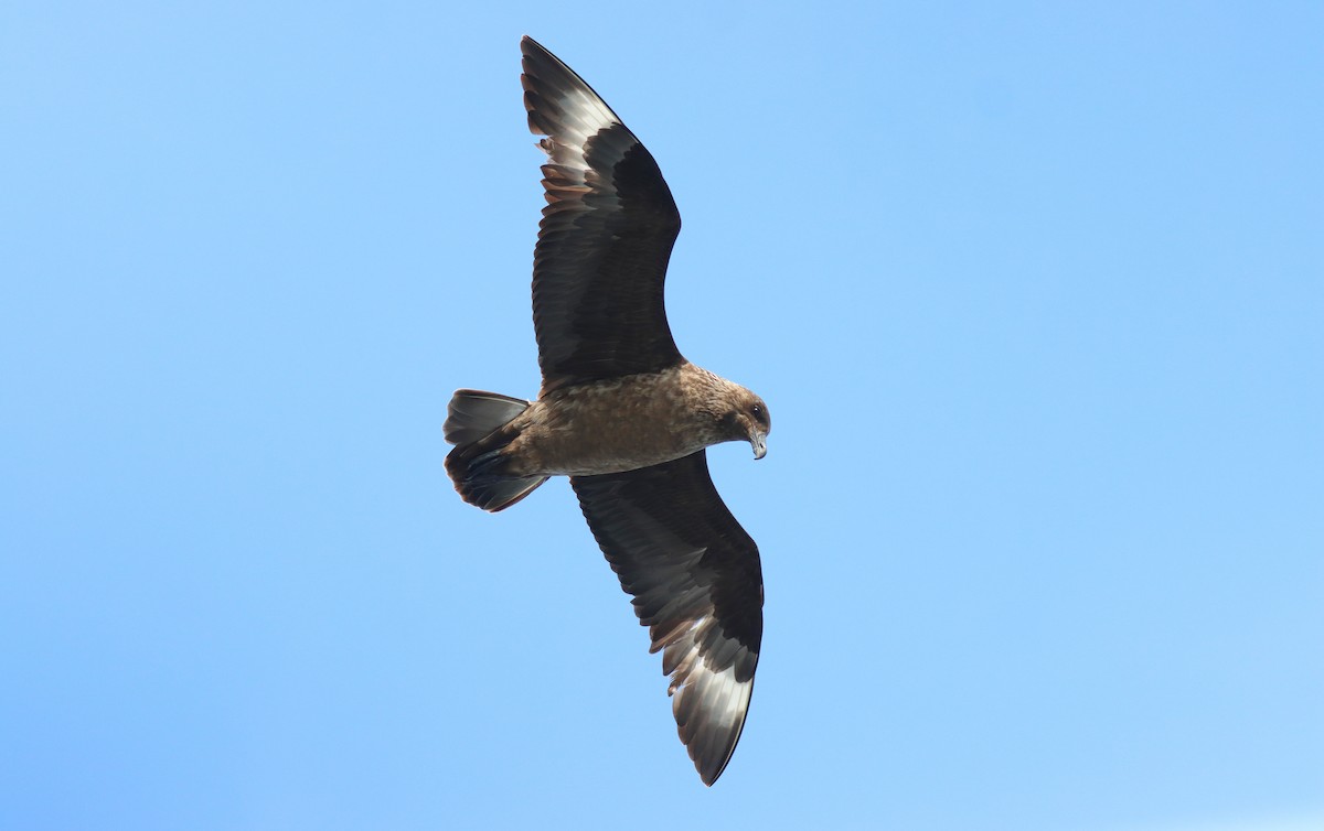 Great Skua - ML644424571