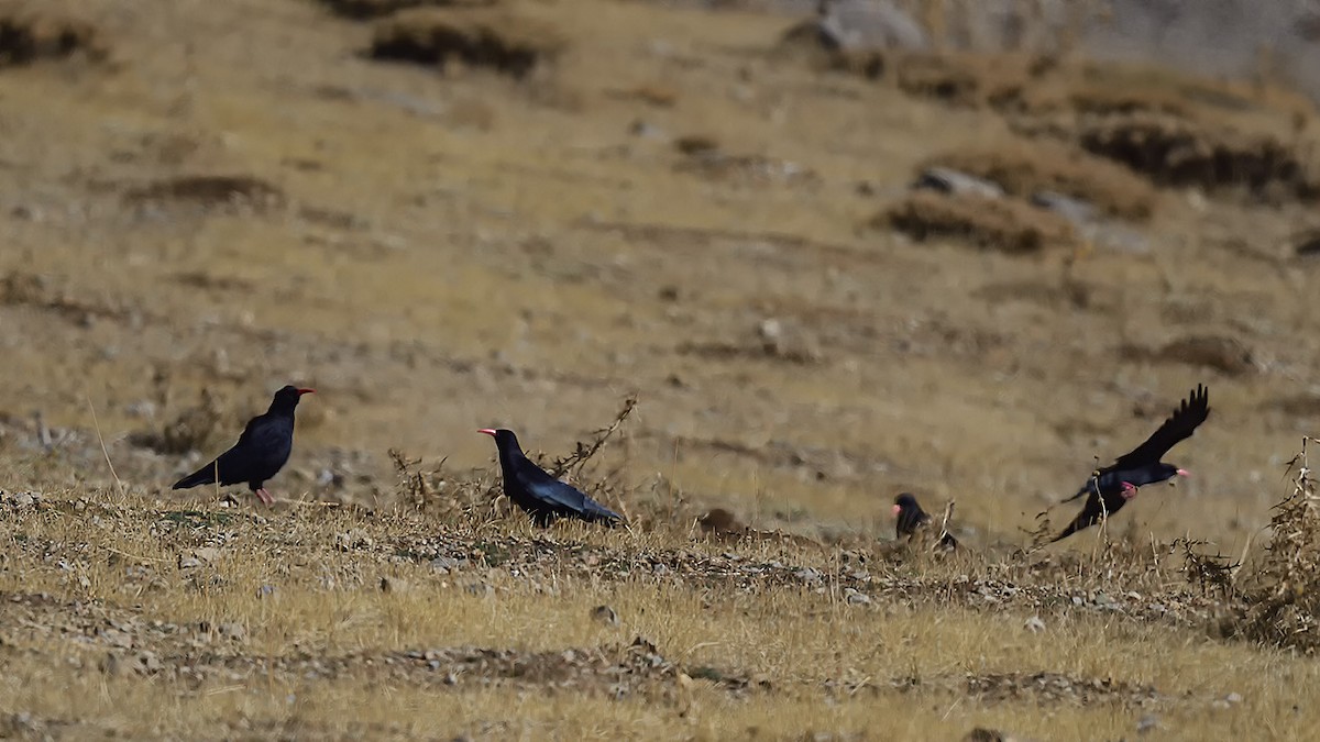 Улаан хошуут жунгаа - ML644424574