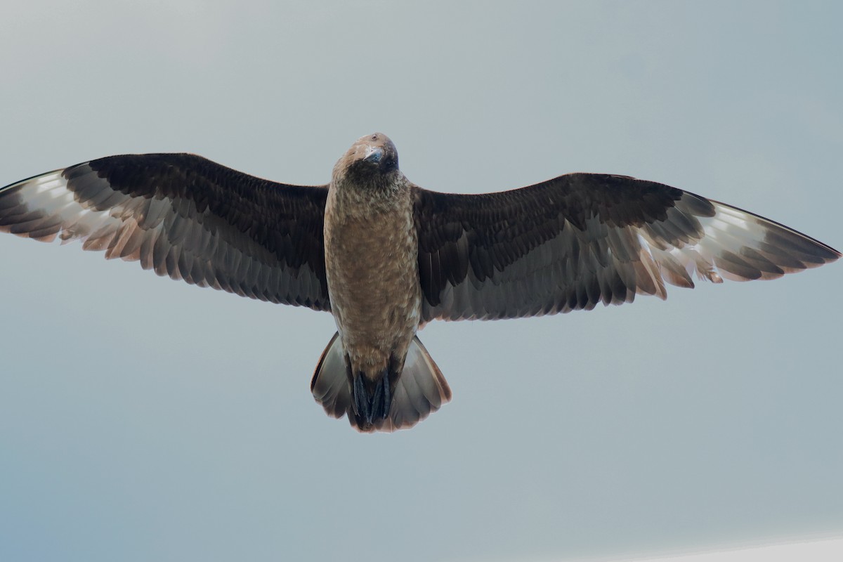 Great Skua - ML644424576