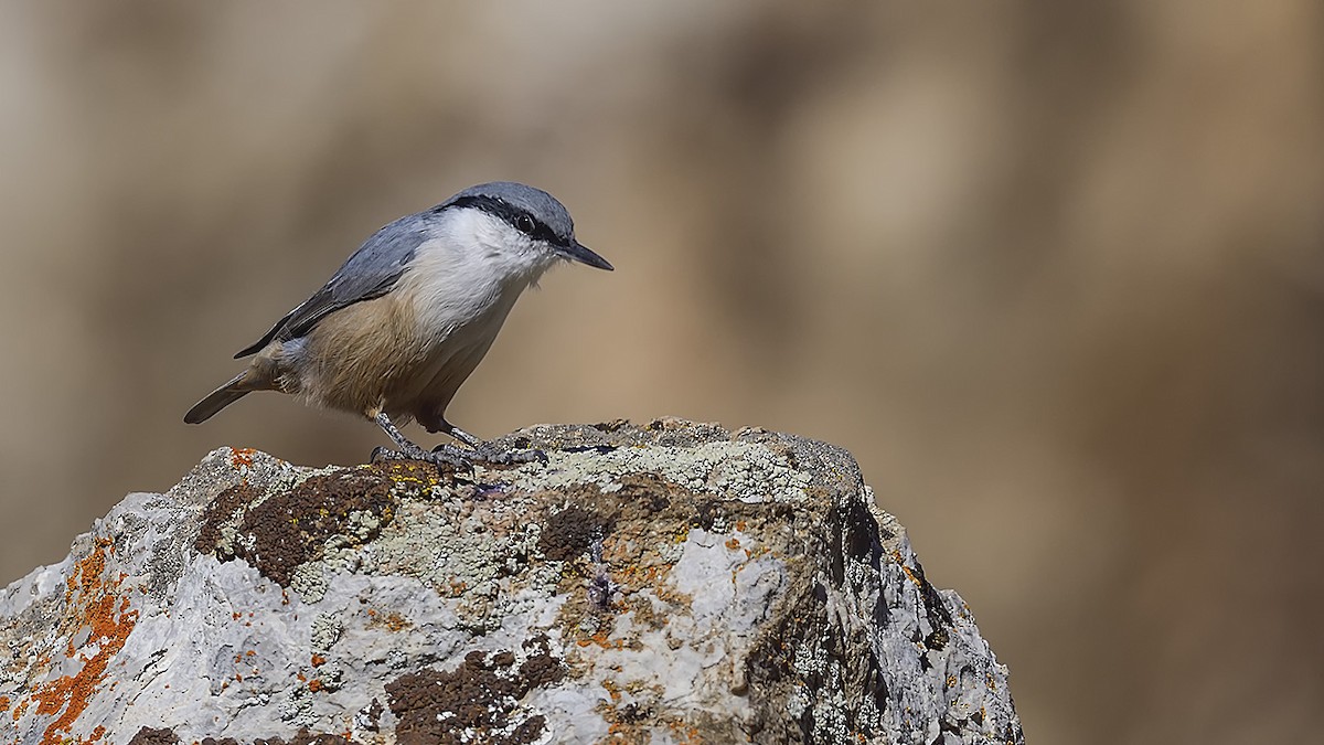 Western Rock Nuthatch - ML644424585