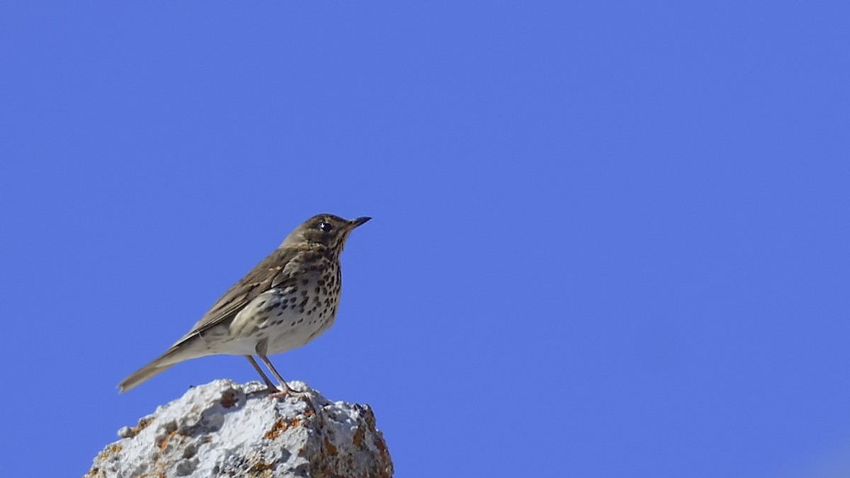 Дууч хөөндэй - ML644424590