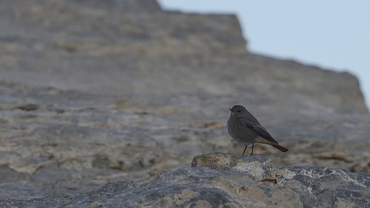 Мойлон гал сүүлт - ML644424597