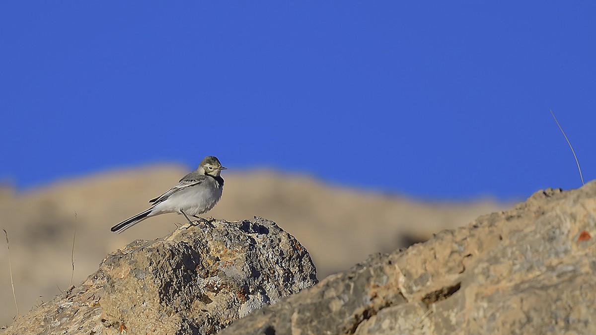 Buztanikara zuria - ML644424609