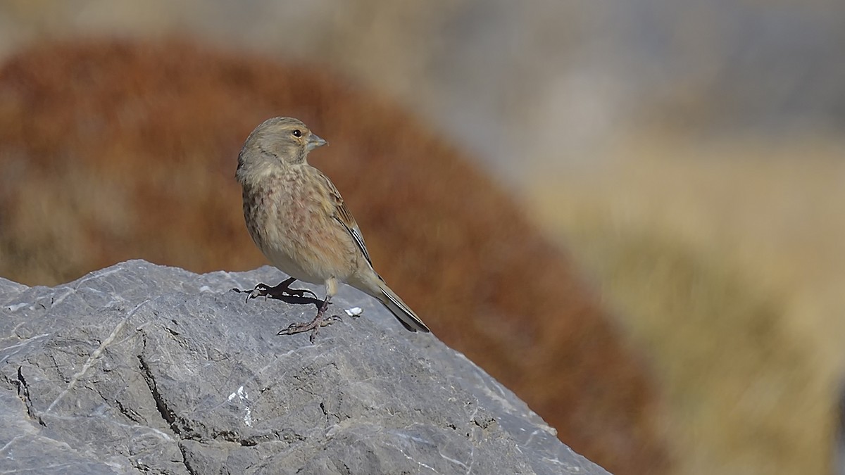 Алтан цэгцүүхэй - ML644424614