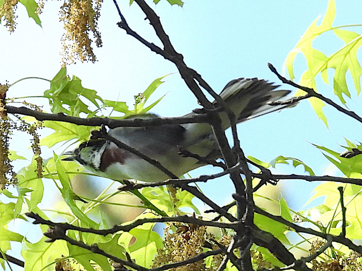 Reinita de Pensilvania - ML644424625