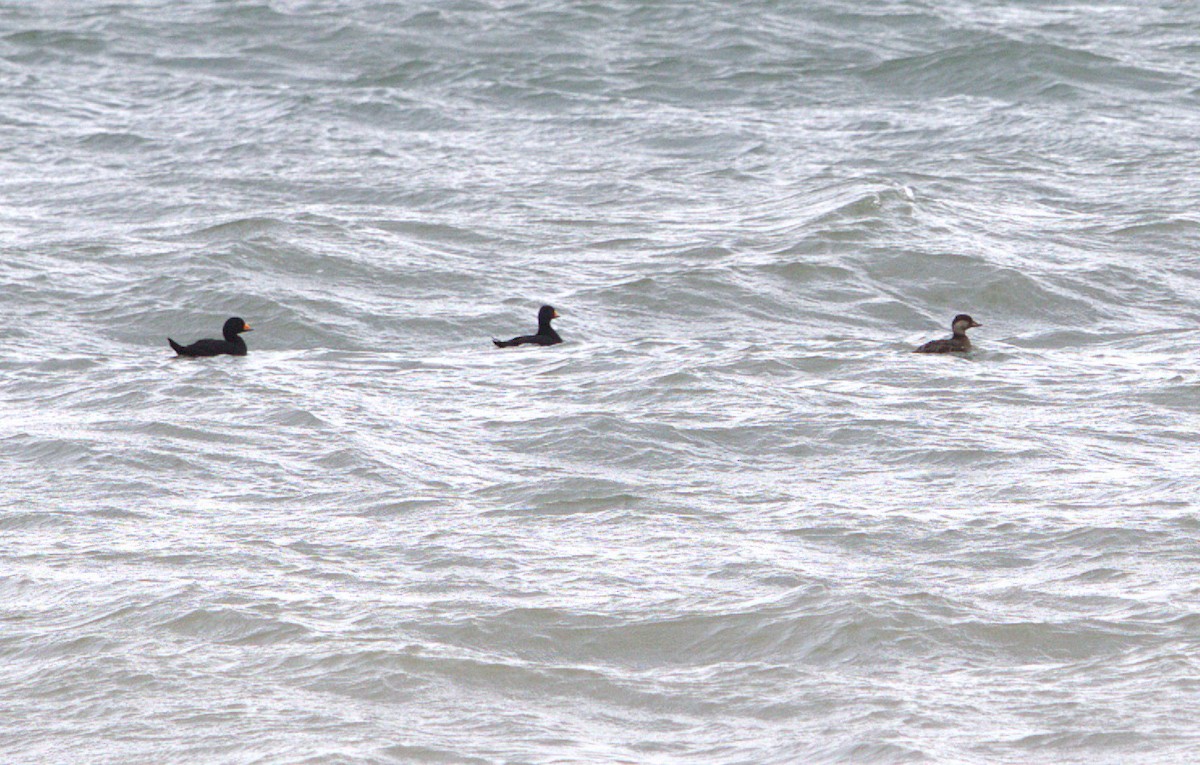 amerikasvartand - ML644424629