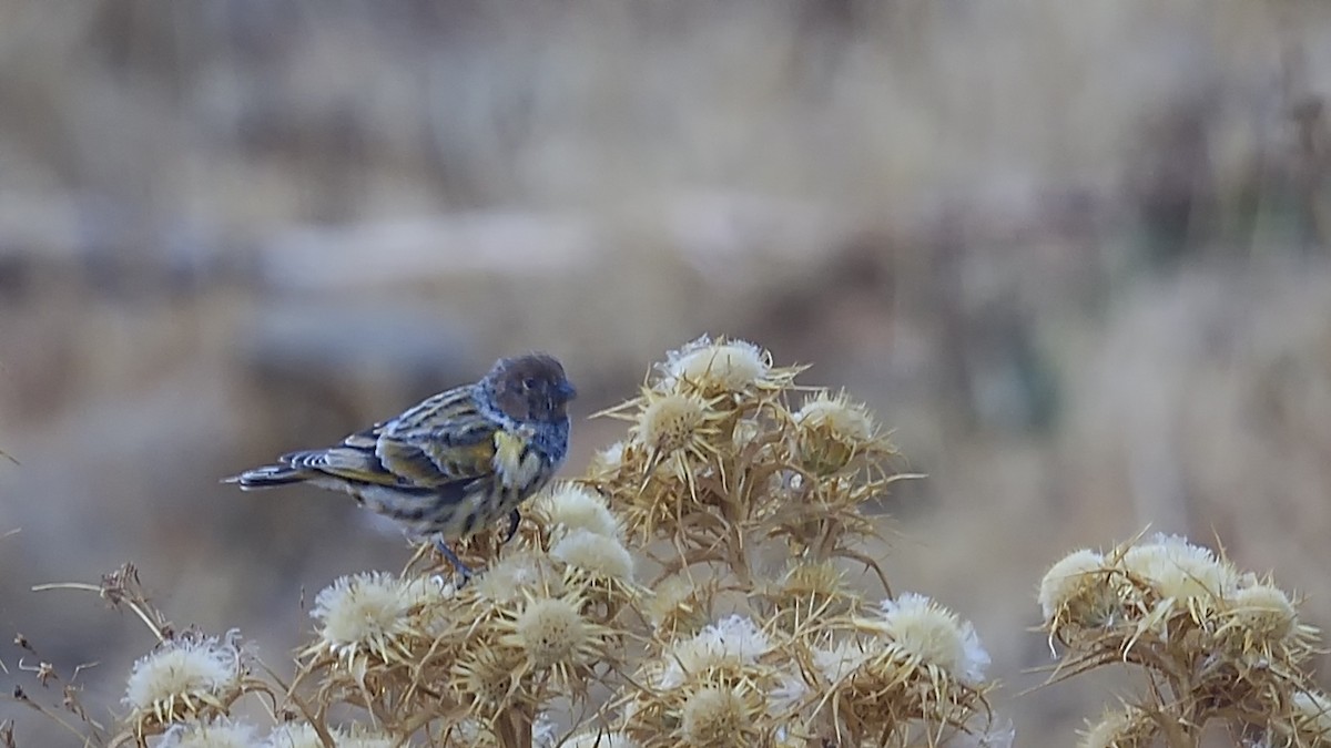 Улаан духт серин - ML644424637