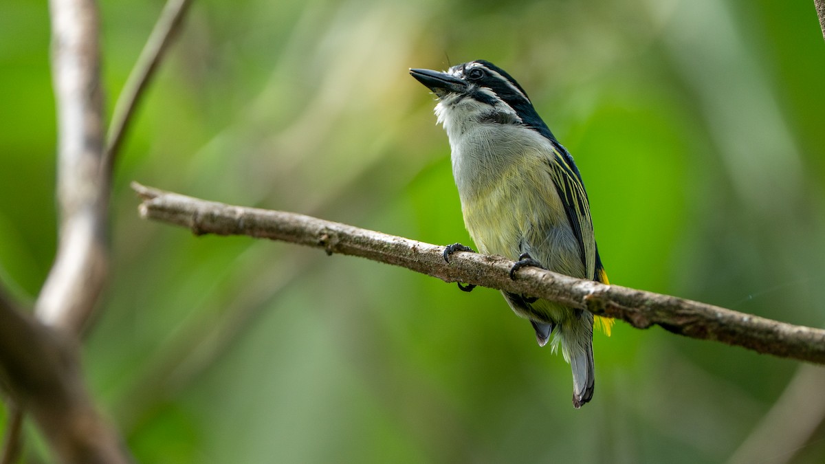 キゴシヒメゴシキドリ - ML644424675