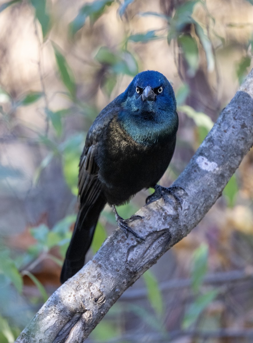 Common Grackle - ML644424684
