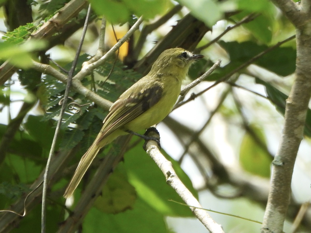 Yellow Tyrannulet - ML644424690