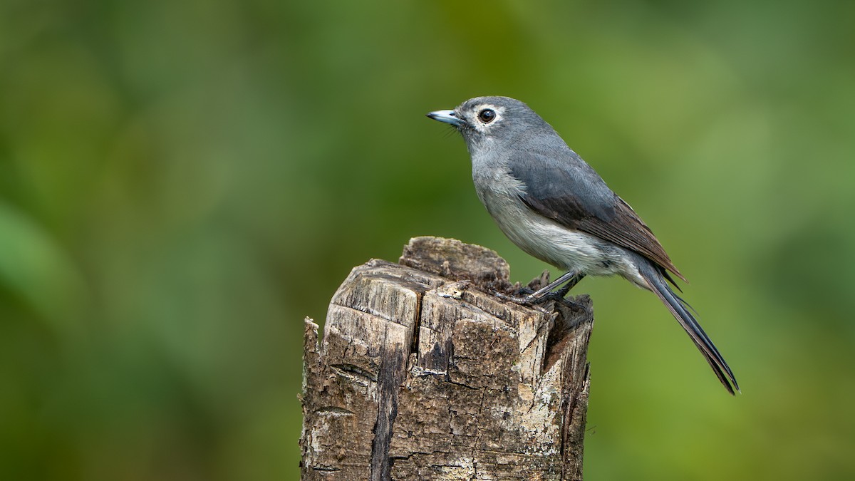White-eyed Slaty-Flycatcher - ML644424702